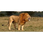 Lion Roaring - Schleich 14726